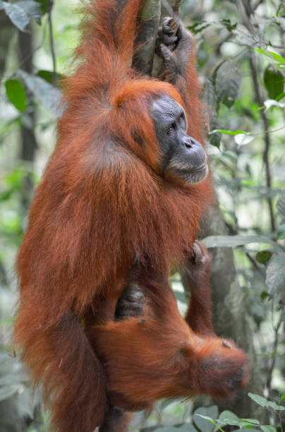 istock Bukit Lawang, Sumatra, Indonesia 640926660