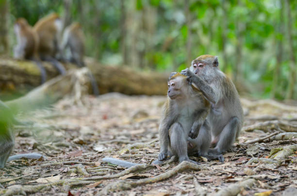 istock Bukit Lawang, Sumatra, Indonesia 640926876
