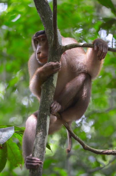 istock Bukit Lawang, Sumatra, Indonesia 640927040