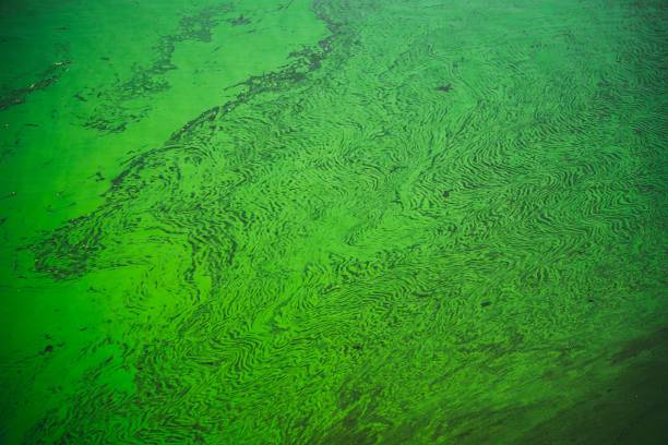Polluted river water. Seasonal flowering of water Seasonal flowering of water in the river. Green diatoms. Pollution of river waters algal bloom stock pictures, royalty-free photos & images