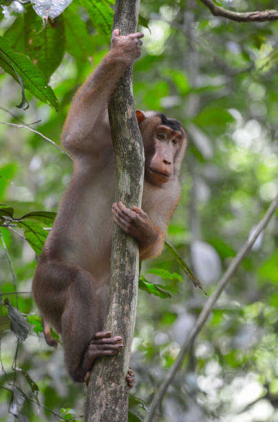 istock Bukit Lawang, Sumatra, Indonesia 640927046