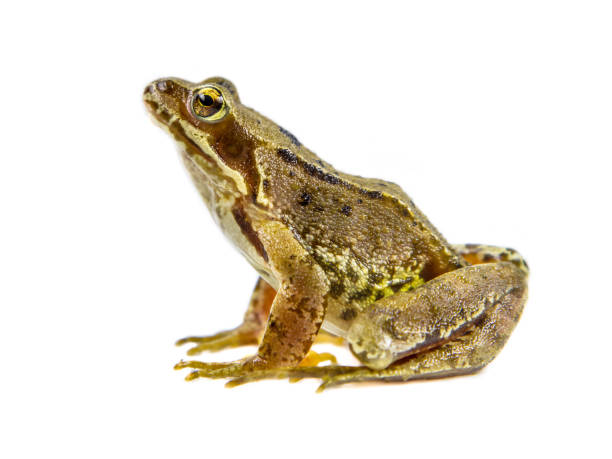 istock Alert Common Frog (Rana temporaria) about to jump away on white background 640927138