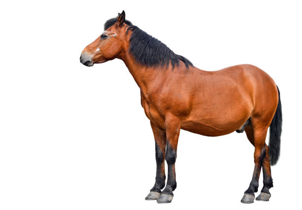 istock Horse isolated on white background 640928368