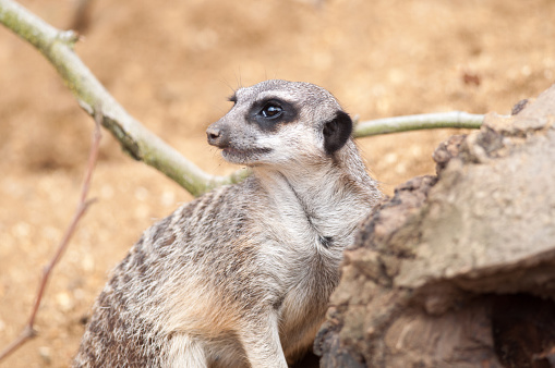 A lone meerkat on sentry duty outside the burrow