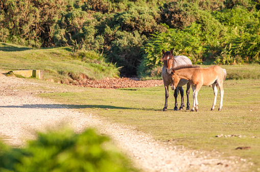 New Forest Ponies photo