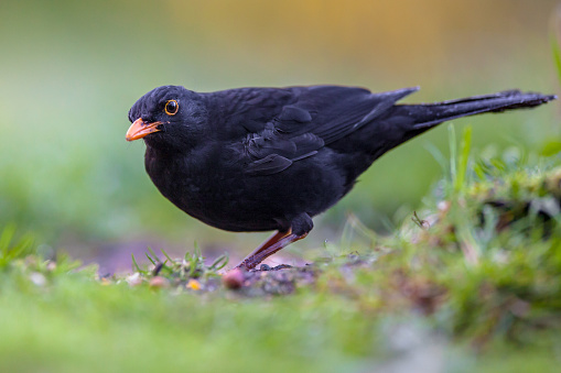 Male blackbird (Turdus merula) eating from the ground in an ecological garden with green background and looking at the camera