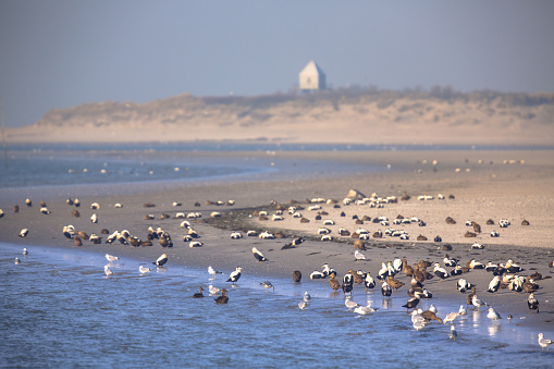 Birds on the shore of Rottumerplaat island in the Waddensea, The Netherlands
