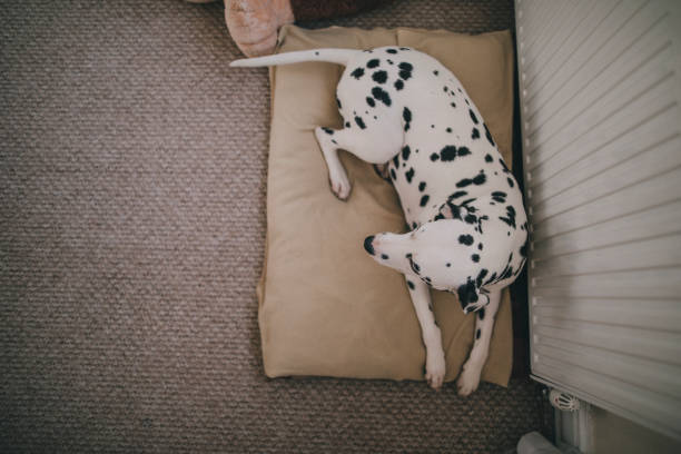 hund im bett ruhen - pets bed bedroom animal stock-fotos und bilder