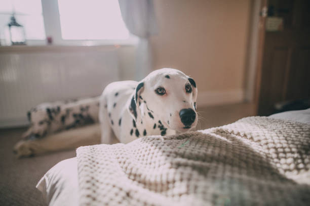 istock Dalmatians in a Bedroom 640930616