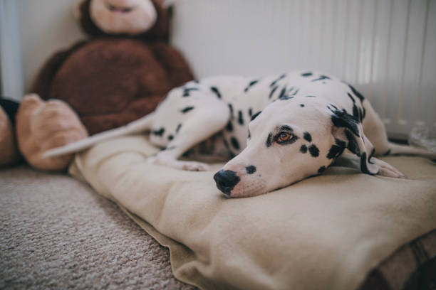 hund im bett ruhen - pets bed bedroom animal stock-fotos und bilder