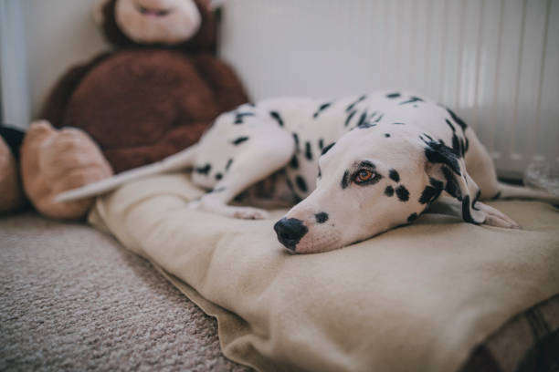 perro descansando en la cama - pets bed bedroom animal fotografías e imágenes de stock