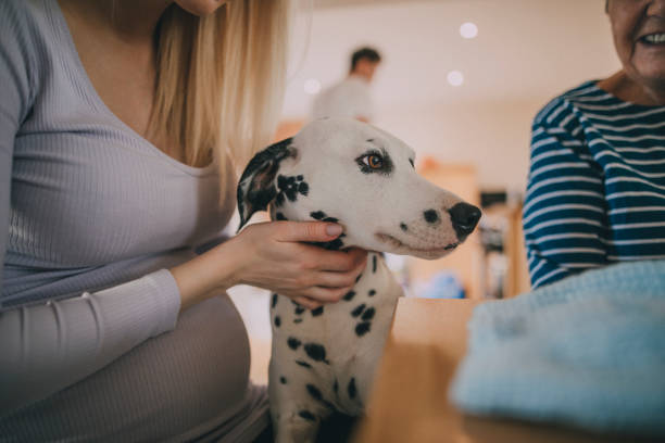 istock Dalmatian with pregnant woman 640930802
