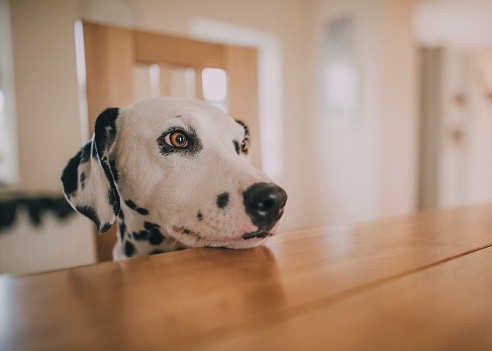 Dalmatian dog resting her head on the kitchen table, waiting for food!