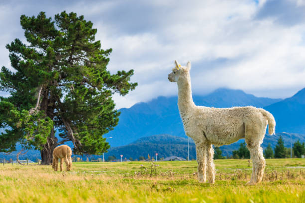 istock Alpaca in south island New Zealand 640934310