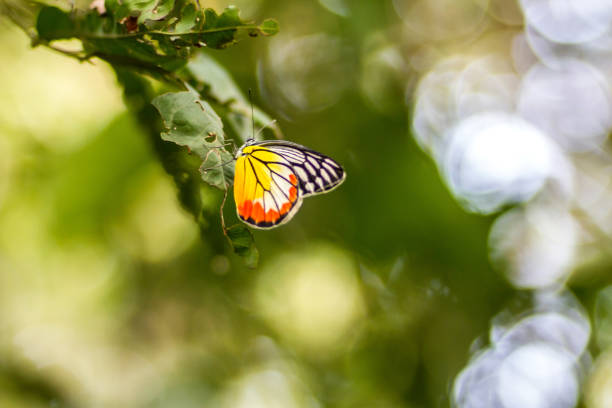 istock Butterflies perch on leaf green and bokeh background 640934364