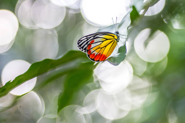 istock Butterflies perch on leaf green and bokeh background 640934398