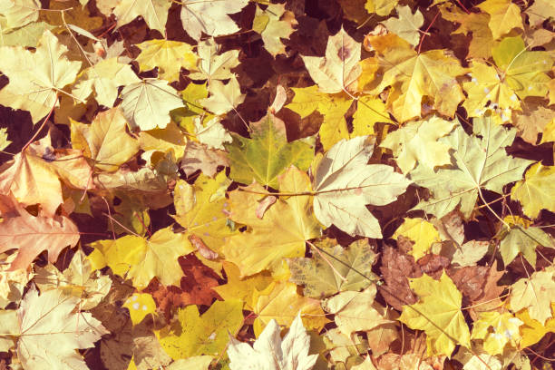 istock Fall yellow maple leaves lying on the water 640936520