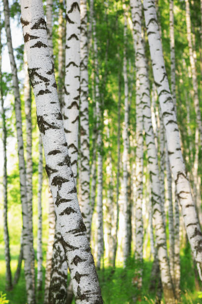 istock summer in sunny birch forest 640936750