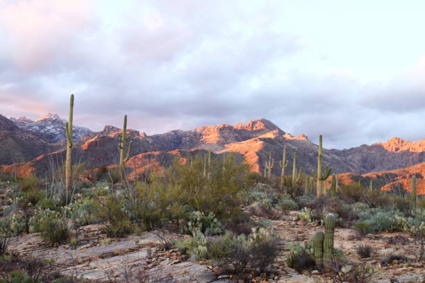 istock Sabino Canyon - Tucson - USA 640938480