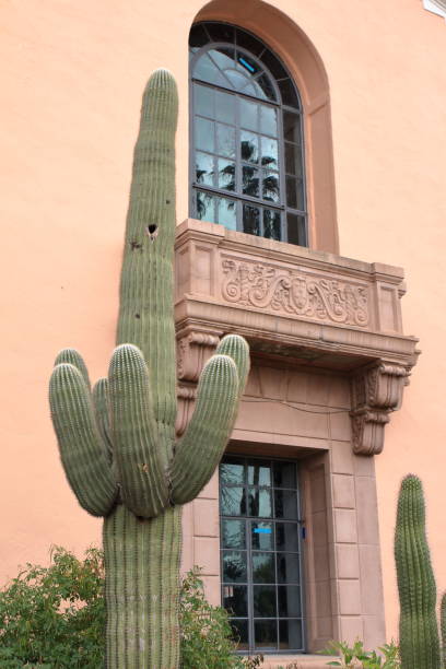 istock Cactus next to Tucson Courthouse - USA 640938736