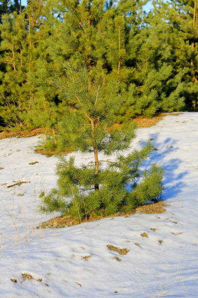 istock Green pine trees in the forest on winter 640940462