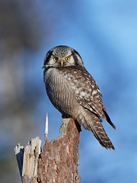 coruja-gavião-norte (surnia ulula) - northern hawk owl - fotografias e filmes do acervo