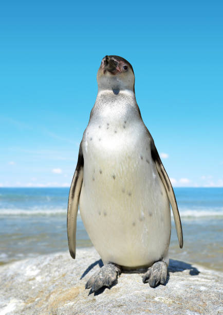 istock The Humboldt Penguin 640942560