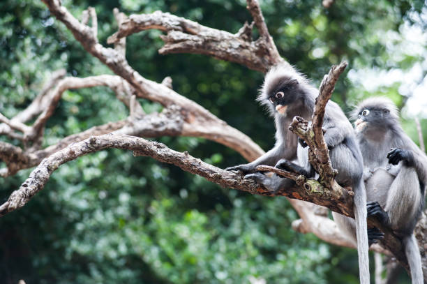 istock Mother and baby Dusky leaf monkey 640946966