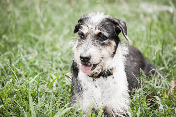 istock White black dog lay down on the play ground 640948476