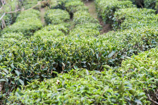 istock Field of tea plant 640949610