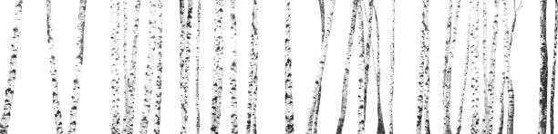 birch  - silver birch tree stock-fotos und bilder