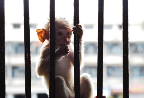 istock Baby Monkey in the cage 640950158