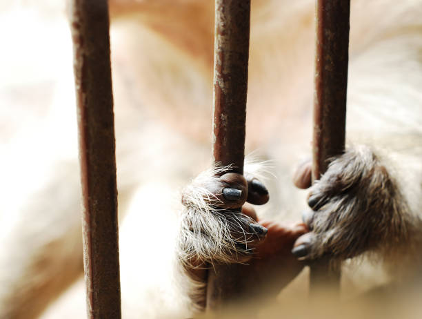 istock Monkey's hands hold the cage 640950160