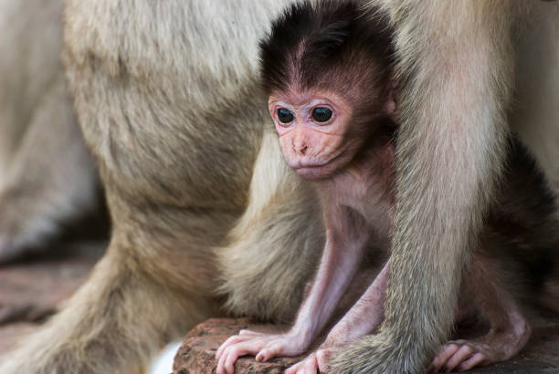 istock The Monkeys mom and baby 640950214