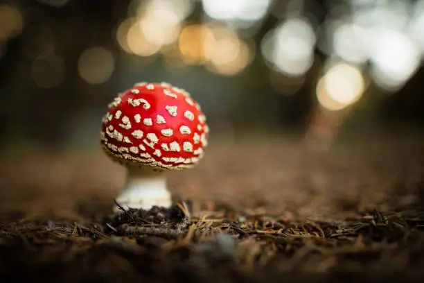 Fly agaric mushroom growing in coniferous forest. Probable the most beautiful and most famous species in fungus kingdom, well known because of white spots over red hat. Beautiful, but poisonous. Photo taken with available ambiental light.