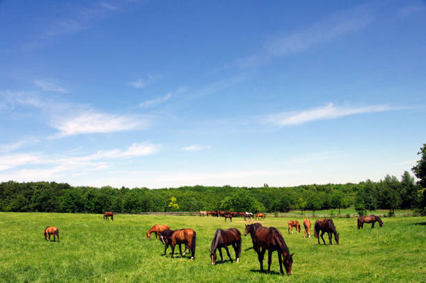 istock Rural country scene 640954418