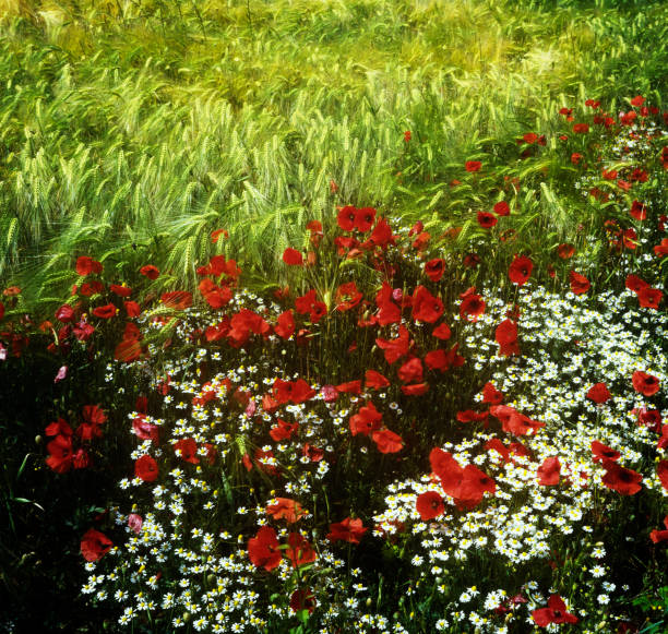 istock poppy fields picardy france 640954920