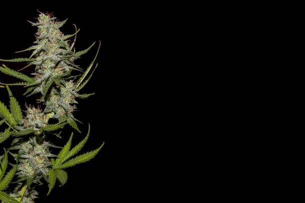 istock Mature cannabis plant 640955516