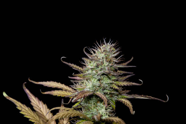 istock Mature cannabis plant 640955524