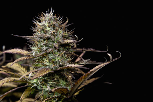 istock Mature cannabis plant 640955536