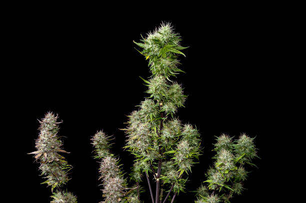 istock Mature cannabis plant 640955548