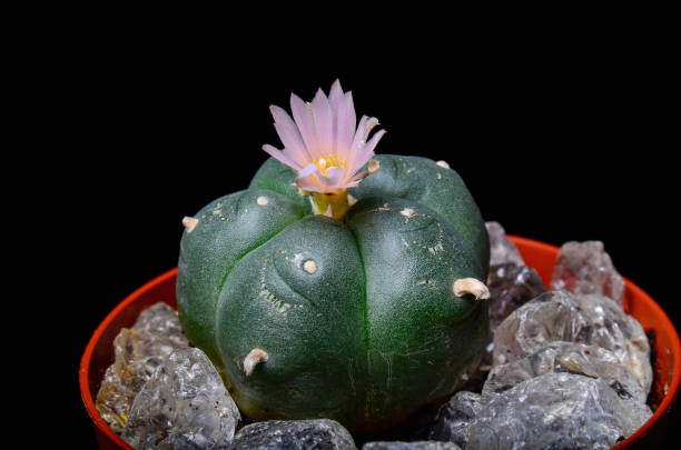 Blooming Lophophora Williamsiii - Peyote cactus Pink blossom of Lophophora Williamsii - Peyote cactus peyote cactus stock pictures, royalty-free photos & images