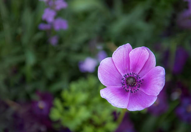 purple flower stock photo