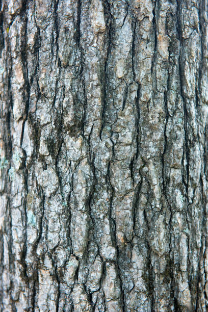 tree bark stock photo