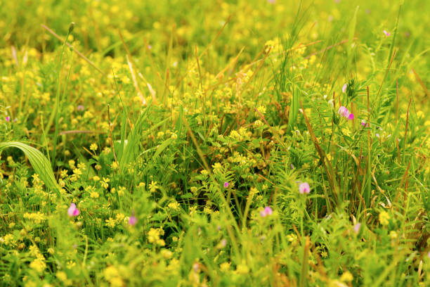 weeds stock photo