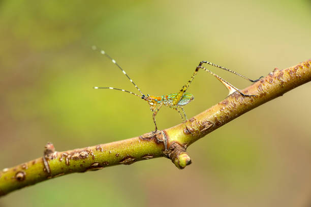 katydid stock photo