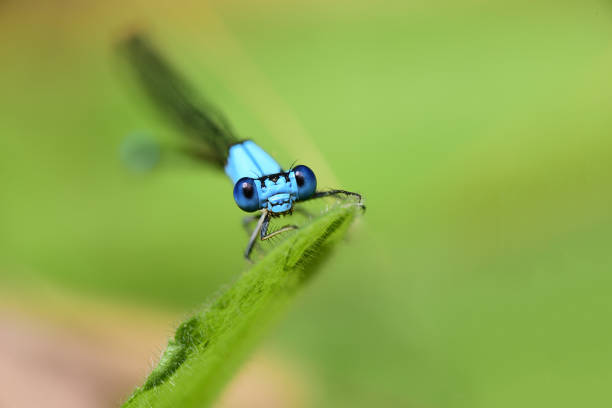 damselfly stock photo