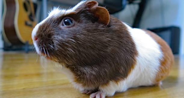 istock Guinea pig in a recording studio 640958900
