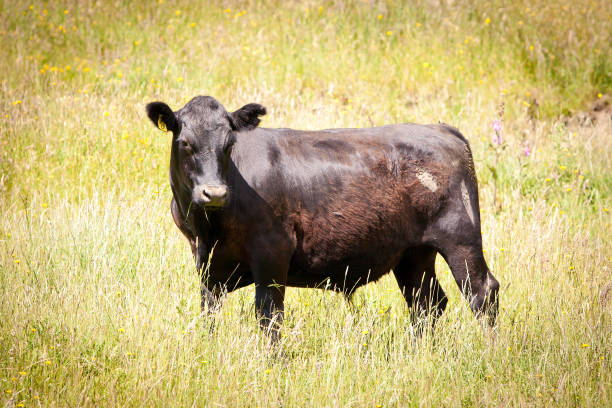 istock Dairy Cow in long green grass 640959460