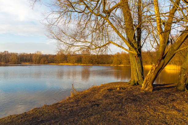 istock Bare trees on the banks of mirror smooth lake 640961192